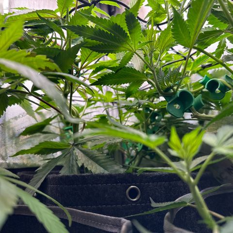 Mrs runtz  growlog timeline photo