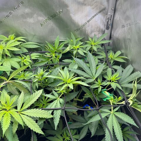 Mrs runtz  growlog timeline photo