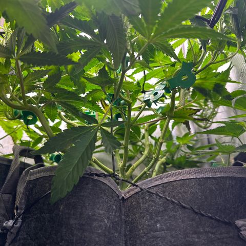 Mrs runtz  growlog timeline photo