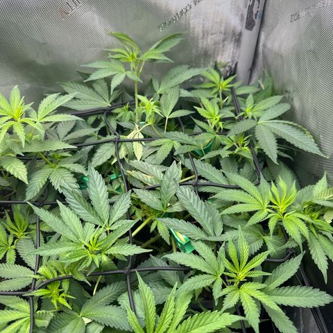 Mrs runtz  growlog timeline photo