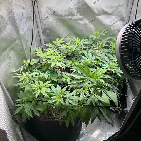 Mrs runtz  growlog timeline photo