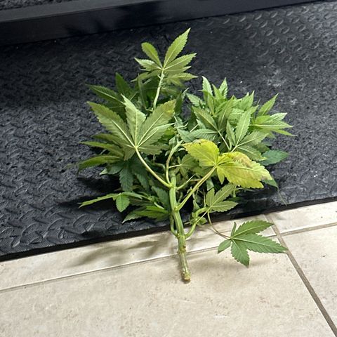 Mrs runtz  growlog photo: Had 4 total different ages but flipped all together to find out sex. Only 1 was male/ chopped!! Made room! 23rd turns week 8. 