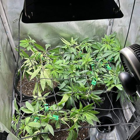 Mrs runtz  growlog photo: Had 4 total different ages but flipped all together to find out sex. Only 1 was male/ chopped!! Made room! 23rd turns week 8. 