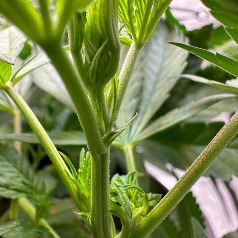 Mrs runtz  growlog photo: Had 4 total different ages but flipped all together to find out sex. Only 1 was male/ chopped!! Made room! 23rd turns week 8. 