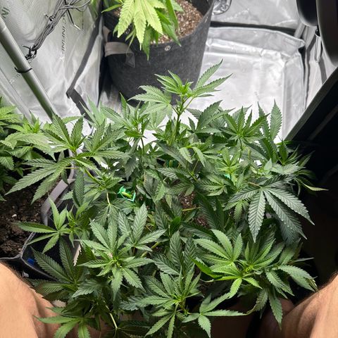 Mrs runtz  growlog photo: Had 4 total different ages but flipped all together to find out sex. Only 1 was male/ chopped!! Made room! 23rd turns week 8. 