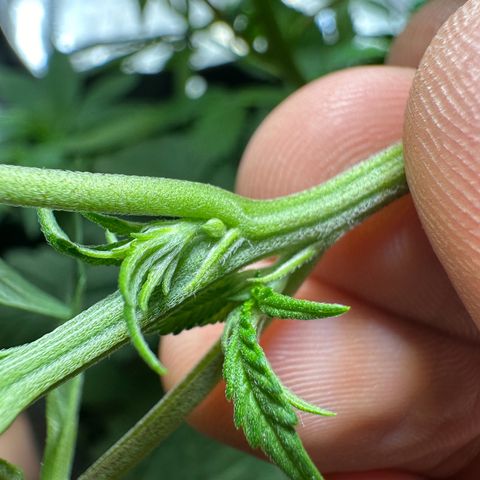 Mrs runtz  growlog photo: Had 4 total different ages but flipped all together to find out sex. Only 1 was male/ chopped!! Made room! 23rd turns week 8. 