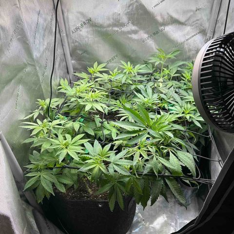 Mrs runtz  growlog photo: Had 4 total different ages but flipped all together to find out sex. Only 1 was male/ chopped!! Made room! 23rd turns week 8. 