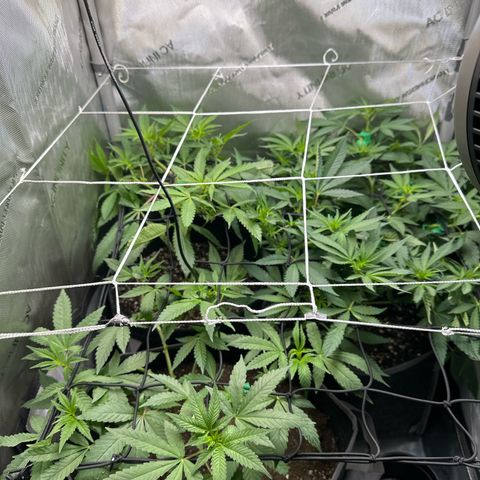 Mrs runtz  growlog timeline photo