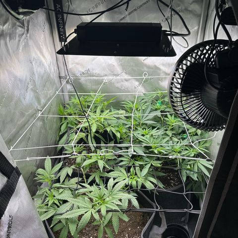 Mrs runtz  growlog timeline photo