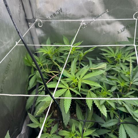 Mrs runtz  growlog timeline photo