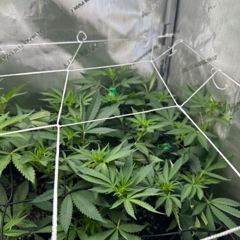 Mrs runtz  growlog timeline photo