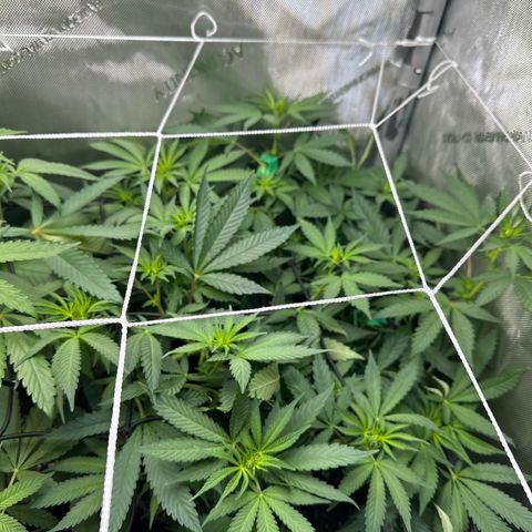 Mrs runtz  growlog timeline photo