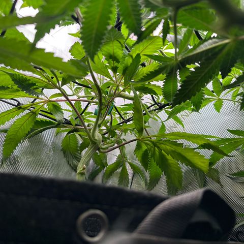Mrs runtz  growlog timeline photo