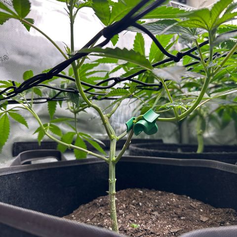 Mrs runtz  growlog timeline photo