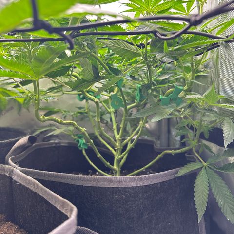 Mrs runtz  growlog timeline photo