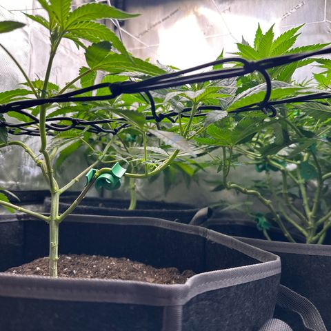 Mrs runtz  growlog timeline photo