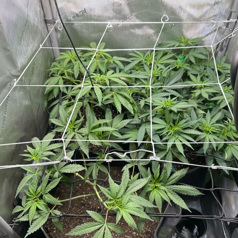 Mrs runtz  growlog timeline photo