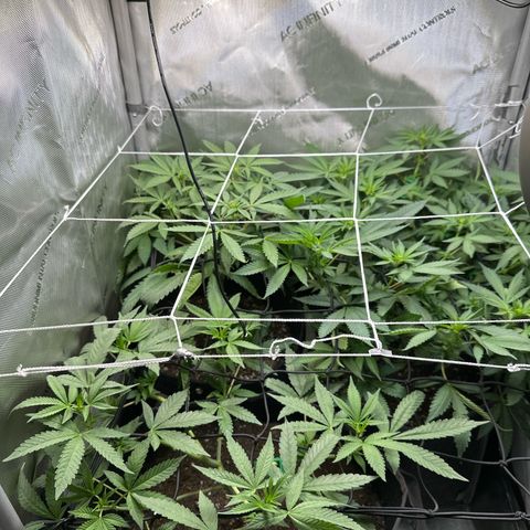 Mrs runtz  growlog timeline photo