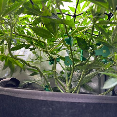 Mrs runtz  growlog timeline photo
