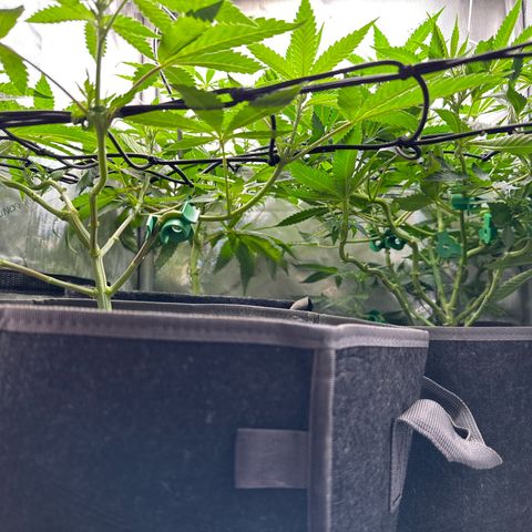 Mrs runtz  growlog timeline photo