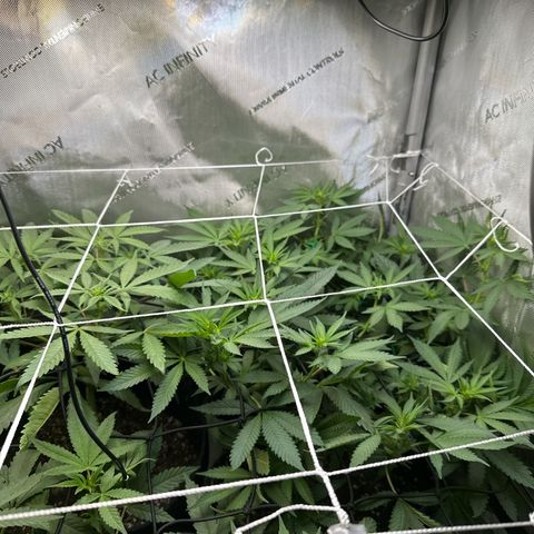 Mrs runtz  growlog timeline photo