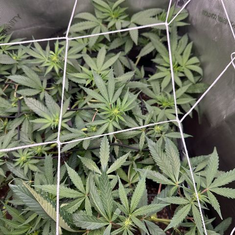 Mrs runtz  growlog timeline photo