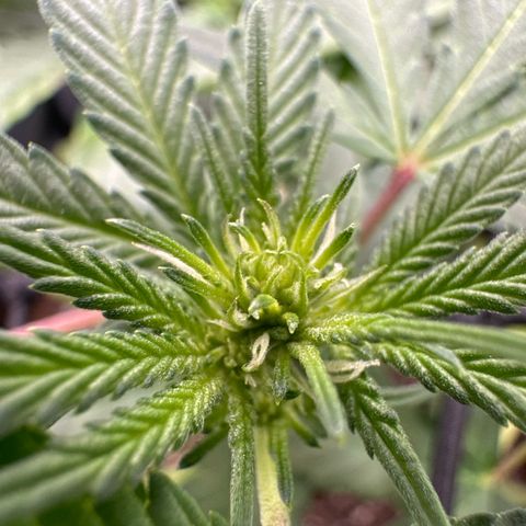 Mrs runtz  growlog timeline photo