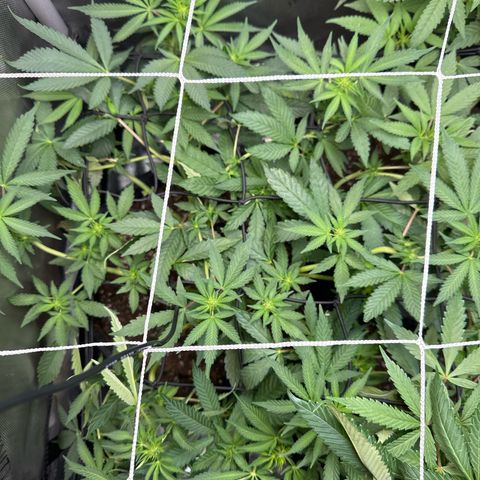 Mrs runtz  growlog timeline photo