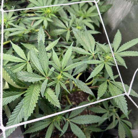 Mrs runtz  growlog timeline photo