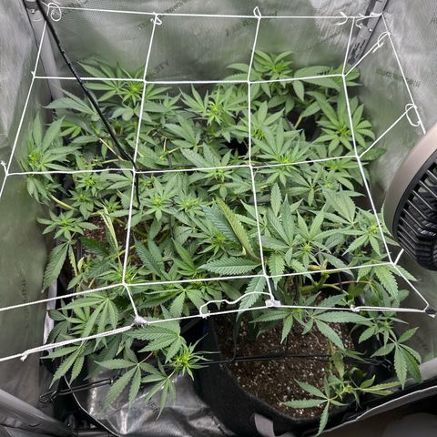 Mrs runtz  growlog timeline photo