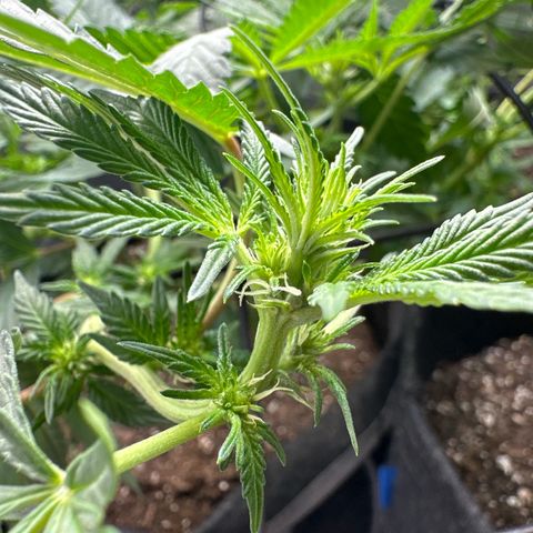 Mrs runtz  growlog timeline photo
