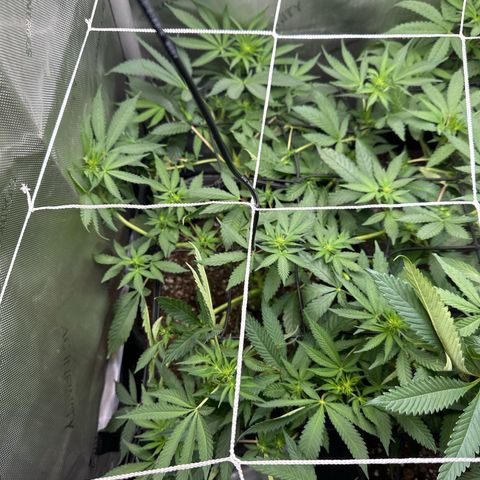 Mrs runtz  growlog timeline photo