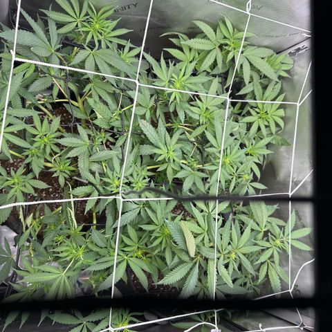 Mrs runtz  growlog timeline photo
