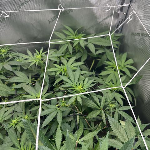 Mrs runtz  growlog timeline photo