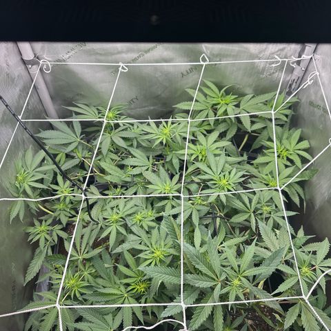 Mrs runtz  growlog timeline photo