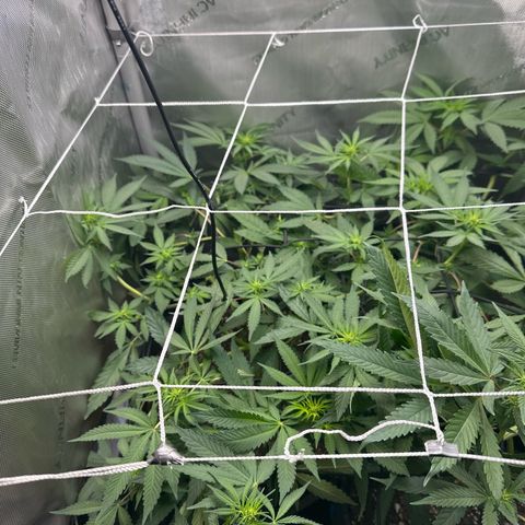 Mrs runtz  growlog timeline photo