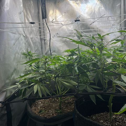 Mrs runtz  growlog timeline photo