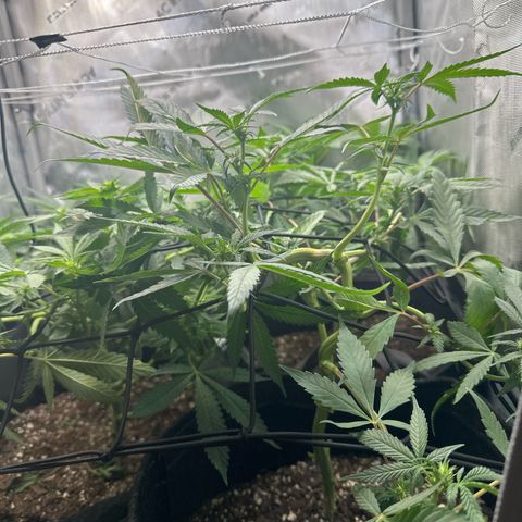 Mrs runtz  growlog timeline photo
