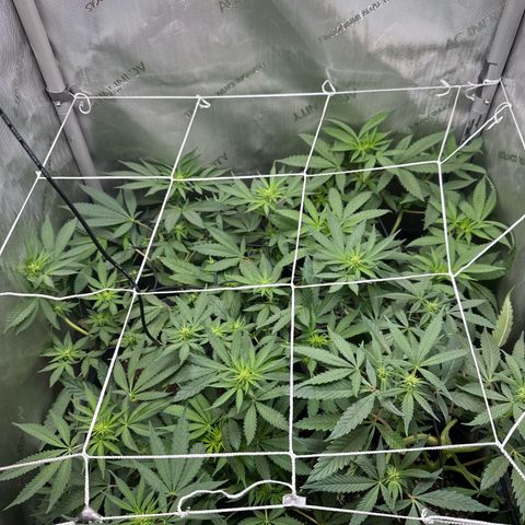 Mrs runtz  growlog timeline photo