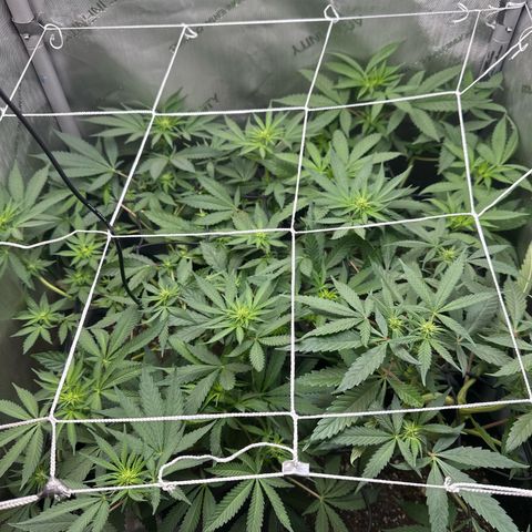Mrs runtz  growlog timeline photo