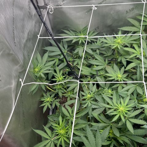 Mrs runtz  growlog timeline photo