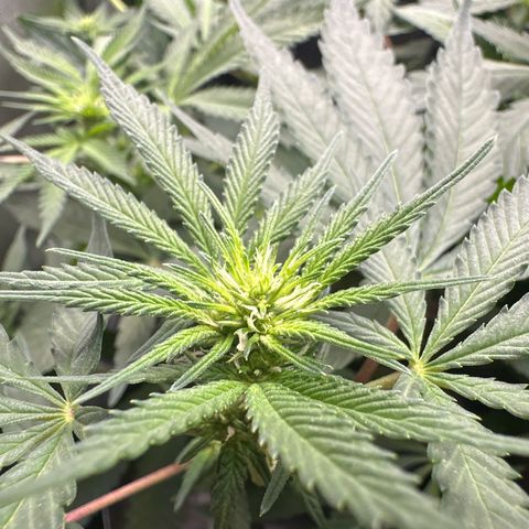 Mrs runtz  growlog timeline photo