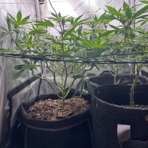 Mrs runtz  growlog timeline photo