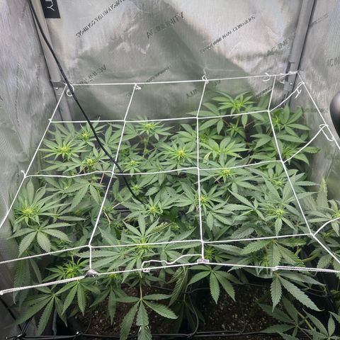 Mrs runtz  growlog timeline photo