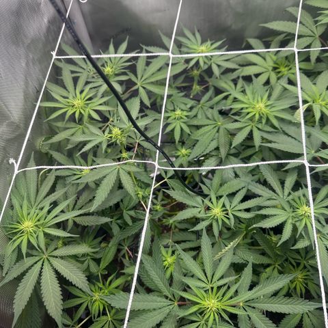 Mrs runtz  growlog timeline photo