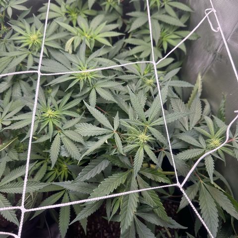 Mrs runtz  growlog timeline photo