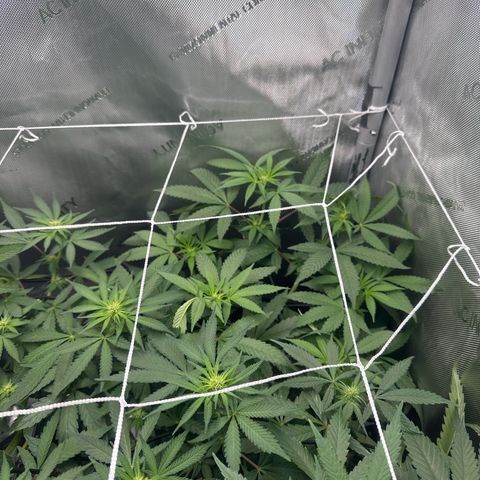 Mrs runtz  growlog timeline photo