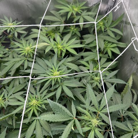 Mrs runtz  growlog timeline photo