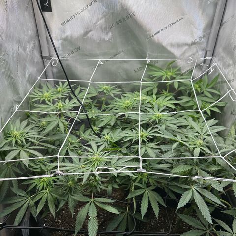 Mrs runtz  growlog timeline photo