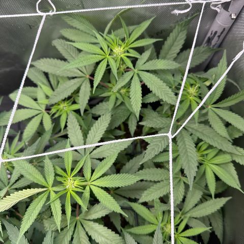 Mrs runtz  growlog timeline photo